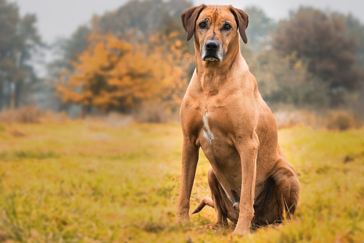 #28. Rhodesian ridgeback